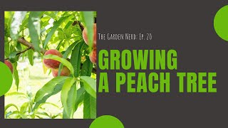 Growing A Peach Tree [upl. by Nolrev]