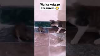 walka kota ze szczurem shorts kot walczy z myszą 😂 funny [upl. by Anoyet]