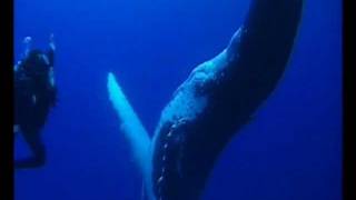 La danse des baleines à Rurutu [upl. by Kath]