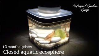 3 Months Old Sealed  Closed Aquatic Ecosphere  Freshwater Isopods  Tubifex  Asellus aquaticus [upl. by Bartlett]