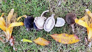 Fony Baobab Adansonia rubrostipa  eating the rare Madagascar endemic [upl. by Rooney]