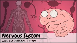 Nervous System [upl. by Dong]