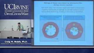 Biological Sciences M121 Immunology with Hematology Lecture 26 Transplantation and Alloimmunity [upl. by Gnod44]