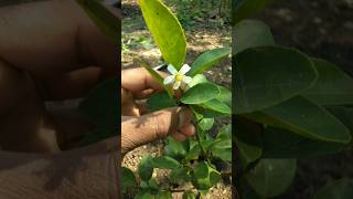 Lemon plants have started flowering nature farming lemon shorts [upl. by Ynnot926]