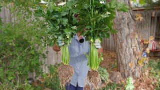 How to Regrow Care and Harvest Organic Store Bought Celery [upl. by Hauger505]