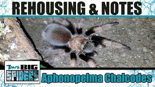 Aphonopelma chalcodes quotArizona Blondequot Rehouse and Notes [upl. by Jeremy]