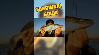 Turawski SMOK😎🎣 fishing shorts wędkarstwo [upl. by Lesoj]