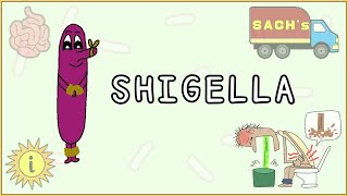 Shigella Simplified Morphology Pathogenesis Types Clinical features Treatment [upl. by Aihseyk]