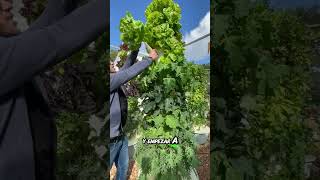 Hidroponia para todos cultivarencasa plantas cultivohidroponico cultivaencasa agriculture [upl. by Llirpa]