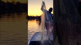 Best time for net fishing 🐬fisheryworldfish fishing netfishing shorts adventure fishingvideos [upl. by Ramunni]