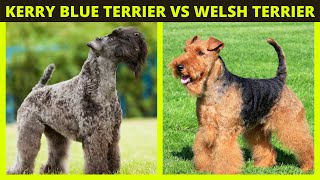 KERRY BLUE TERRIER vs WELSH TERRIER  Dog Facts 101 [upl. by Theresina188]