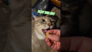 Chomping Monsters cats cat catsofyoutube catsoftiktok catlover catchannel meme pets funny [upl. by Naashar]