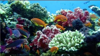 Ultimate Fiji Diving HD revised [upl. by Compton]