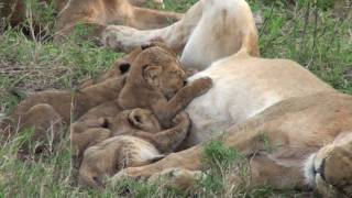 Lion Cubs Feeding  Serengeti [upl. by Aserahs]