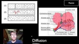 Transport Across Cell Membranes [upl. by Aytida]