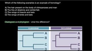 Homology vs Homoplasy  Cladogram vs Phylogram [upl. by Sanfo]