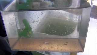 Raise Brine Shrimp Indoors to Adults easy and almost free [upl. by Ilan]