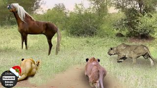 Un León Hambriento Invade El Territorio De Los Caballos Salvajes Para Cazar Y ¿Qué Pasa Después [upl. by Hardman]