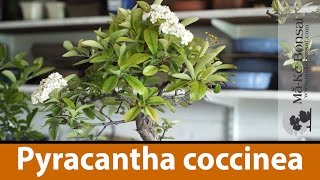 124 Bonsai Tree Care of Pyracantha coccinea or Scarlet Column Firethorn [upl. by Ellertal]