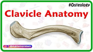 Clavicle Anatomy Animation  General features Osteology Attachments Development clinical anatomy [upl. by Arfihs]