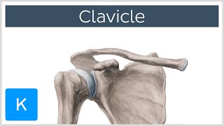 Clavicle Bone  Location Definition amp Function  Human Anatomy  Kenhub [upl. by Amitie]