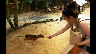 Lesser mousedeer  worlds smallest Deer [upl. by Panther486]