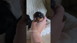 Babydol Yorkie puppies chicago yorkiepuppies yorkies yorkie yorkshireterrier yorkiesofyoutube [upl. by Vail]