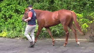 Lot 262 Tattersalls Ireland Breeze Up [upl. by Leviralc396]