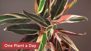 Stromanthe thalia Triostar Houseplant Care — 42 of 365 [upl. by Honeywell]