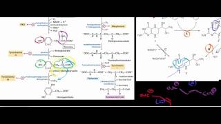 Biochemistry  Catabolism of Phenylalanine amp Tyrosine to Acetoacetate [upl. by Nallac863]