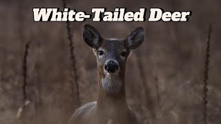 WhiteTailed Deer – The Elegant Icon of North American Wildlife [upl. by Aroz]