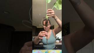 My monstera growing in water was rotting let’s fix it rootrot plantcare planttips [upl. by Eiramenna]