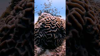 BRAIN CORAL viral scubadiving oceanlife coral sea reef [upl. by Oliva]