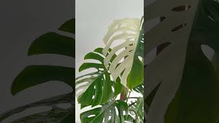 Monstera borsigiana albo variegata plants 대형식물 플랜테리어 플라워바인 개업화분 호텔식물 [upl. by Rafferty]