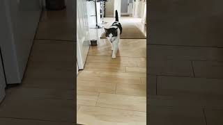 Modelling with Melvyn music song spedup cat catwalk catmodel catvideo meowdel [upl. by Ellehsim]