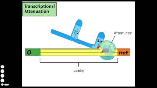 Transcriptional Attenuation [upl. by Barrada173]