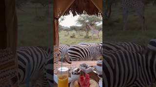 Breakfast in the Wild😜 wildlife wildsafari wildanimals [upl. by Atnahs]