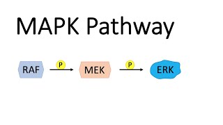 MAP Kinase Pathway MAPK with RAF MEK and ERK [upl. by Uaeb]