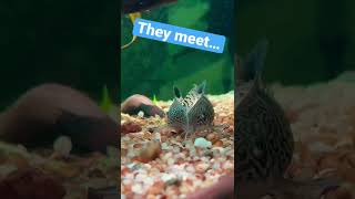 Corydoras Julii catfish breeding action [upl. by Rubel433]