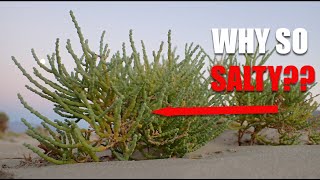 Rare Plant Ecology Salty Plants [upl. by Von899]