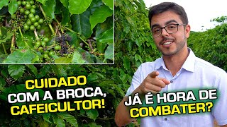 Flor Chumbinho e Frutos em um só Pé de Café Prato Cheio para a BrocadoCafé  No Pé do Café [upl. by Adalard]