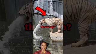 Secret about tigers vomet 🤯funnyvideo funny usafacts secret shortsvideo shortsfeed shorts [upl. by Darum746]