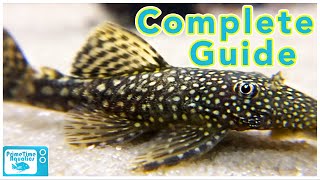 Bristlenose Pleco Care and Breeding [upl. by Richman]