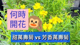 萬壽菊花期｜甜萬壽菊 vs 芳香萬壽菊｜Tagetes lucida vsTagetes lemmonii｜Mexican Tarragon vs Passionfruit Marigold [upl. by Aniri53]