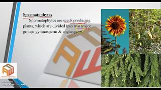 Spermatophytes  Difference between Angiosperm and Gymnosperm  IX Biology  By Sir Waseem Ahmed [upl. by Aratnahs]