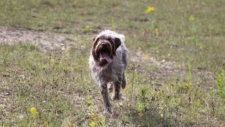 Tracking Wounded Game with Wirehaired Pointing Griffons [upl. by Ener]