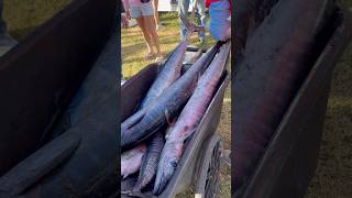 Wahoo weigh in Bahamas [upl. by Notniw]