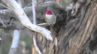 Male broadtailed hummingbird iridescent coloration [upl. by Aratnahs44]