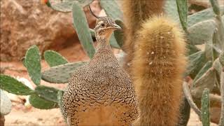 Elegantcrested tinamou vocalisation [upl. by Puna]