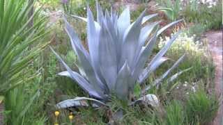 AGAVES an overview [upl. by Neeham]